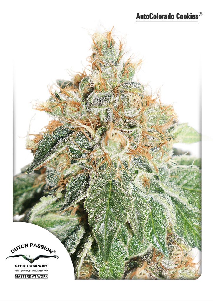 auto-colorado-cookies-autoflower-seeds-dutch-passion_1-1