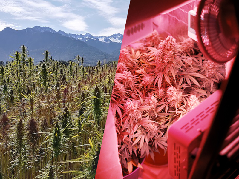 Cannabis interieur ou exterieur