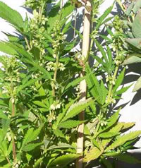 plante de cannabis mâle