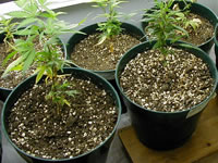 Terre pour plantes de cannabis