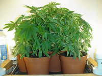 pots pour plantes de cannabis