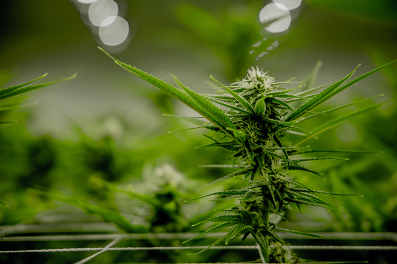 sativa ou