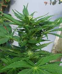 plante de cannabis femelle